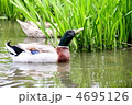 カモ