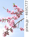 山梨県　桃の花
