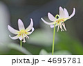 白花片栗
