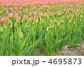 富山チューリップ