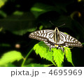 アゲハチョウ