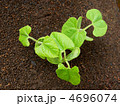 つるありインゲンの発芽
