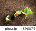 つるありインゲンの発芽