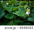 蓮花
