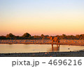 夕暮れ時のアフリカゾウ