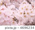 ソメイヨシノ