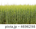 小麦畑1