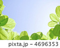 新緑