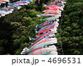 鯉のぼり