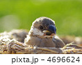 文鳥の雛