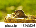 文鳥の雛