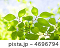 ケヤキの新緑