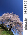 三春　光岩寺の桜
