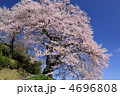 三春　光岩寺の桜