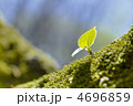 芽生え