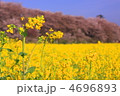 菜の花畑