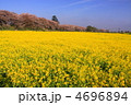 菜の花畑