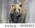 ヒグマ