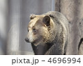 ヒグマ