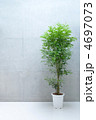 コンクリート壁と植物