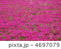 一面の芝桜