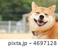 笑顔の柴犬（左側文字スペースあり）