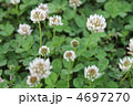 白詰草