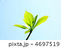 新緑