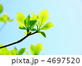 新緑　