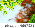芽吹き