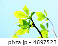 新緑　