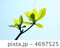 新芽