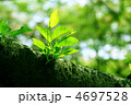 芽吹き