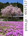 桜と芝桜