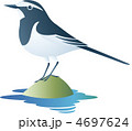 セグロセキレイ