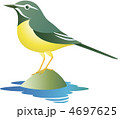 キセキレイ
