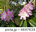 高原のシャクナゲの花