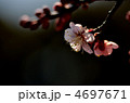 梅