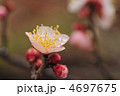 梅