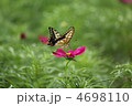 アゲハチョウの吸蜜