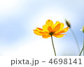 青空のコスモス