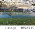 映り桜