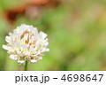クローバーの花