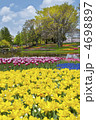 昭和記念公園チュウリップ