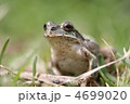 カエル