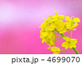 ピンク背景の菜の花