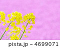 ピンク背景の菜の花
