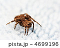 オニグモ