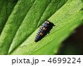 テントウムシの幼虫