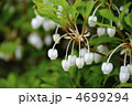 ドウダンツツジの花